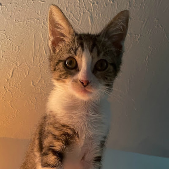 cat_keith